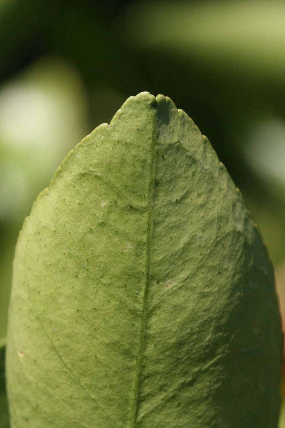              Margin (Riverside, CA)       